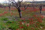natural_environment_10