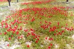 natural_environment_13
