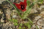 natural_environment_12